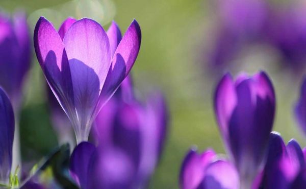 Purple crocuses in sunlight