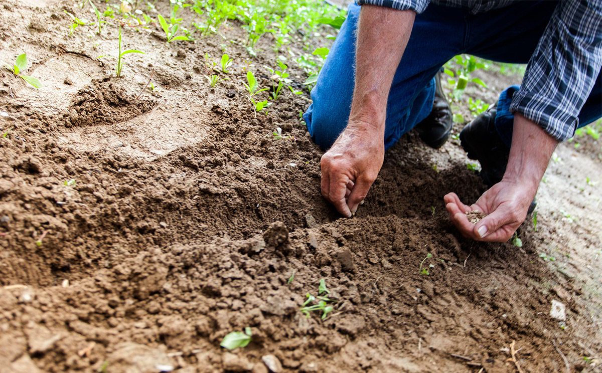 Person planting seeds in the ground